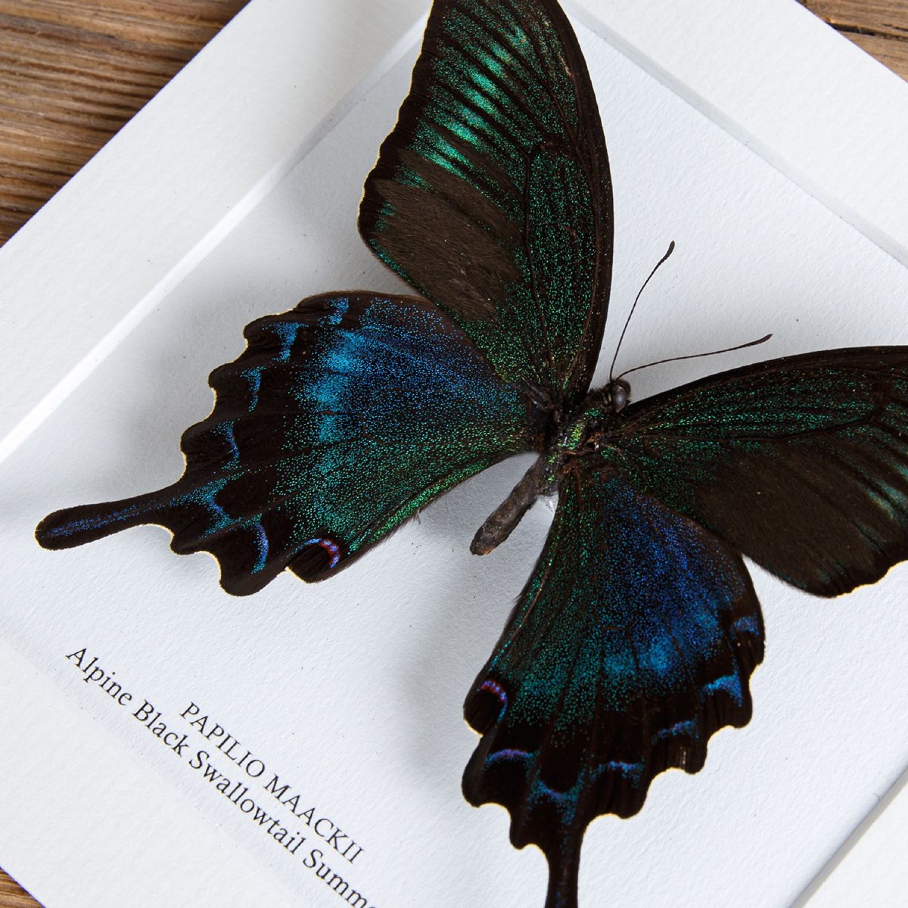 Alpine Black Swallowtail Summer Form (Papilio maackii summer form)